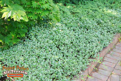 Variegated Periwinkle All Terrain Groundcover201636032